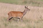 Red Deer - Hind -Cervus elaphus