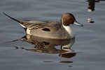 Pintail