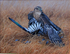 HEDGEROW ASSASIN