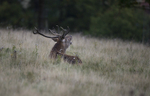 _H5X8671  Red Deer 