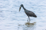 African Openbill