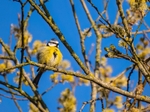 Blue Tit