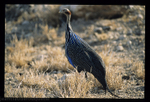 Vulturine Guineafowl