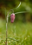 Snake's head fritillary - Fritillaria meleagris RPNP0695