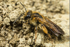 Andrena bucephala (f)