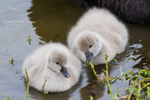 Cygnets 9