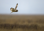 SHORT EARED OWL / REF SEO 5