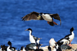 Imperial Shag flying above colony, Carcass Island, Falklands