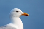 Herring Gull