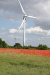 Poppies in Swaffham