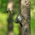 Pied Flycatcher (female) mobbing a Great Spotted Woodpecker
