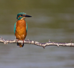 Kingfisher perched on a branch at Otmoor