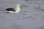 Black-browed Albatross (immature), Chile