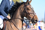 Cls 25, 5yr Old Tour portfolio