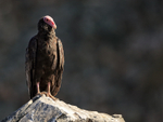 Turkey Vulture standing upright, Chanaral Island, Chile
