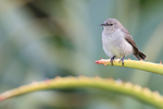 Southern Double-collared Sunbird portfolio