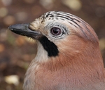 Jay