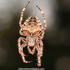 Araneus saevus - Fierce Orbweaver