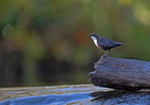 Dipper - Cinclus cinclus