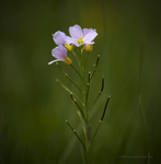 Cuckoo Flower