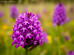 Pyramidal Orchid (03)