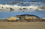 Atlantic Grey Seal