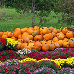 Mums & Gourds