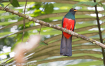 Black-Tailed Trogon