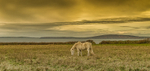 Horse near Ballybunion