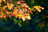 Autumn Orange