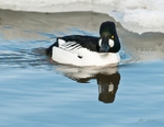 Cold Duck The Goldeneye 151-3151