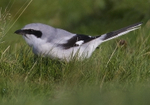 Northern Grey Shrike
