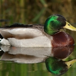 Mallard Duck