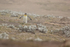 King Penguin returning from beach, Saunders Island, Falklands
