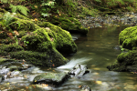 Dartmoor _ DR 005