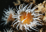 Actinothoe sphyrodeta