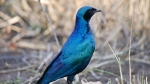 Burchell's Starling