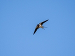 Swallow