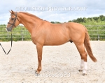 equiscot3623