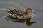Northern Pintail (female) swimming on the water at Potter's Marsh