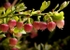 Bilberry Flowers (02)