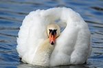 Mute Swan