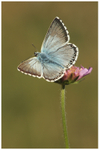 Chalk-hill Blue on Scabious 2