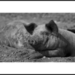 Suffolk Pig