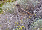 Rufous Bush Robin.