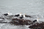 Great Black-backed Gulls