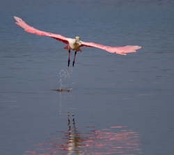 Roseate Spoonbil _0020