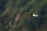 Common Murre flying, Duck Island, Alaska