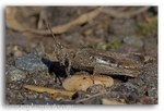 4995 grasshopper