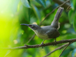 Grey Trembler portfolio